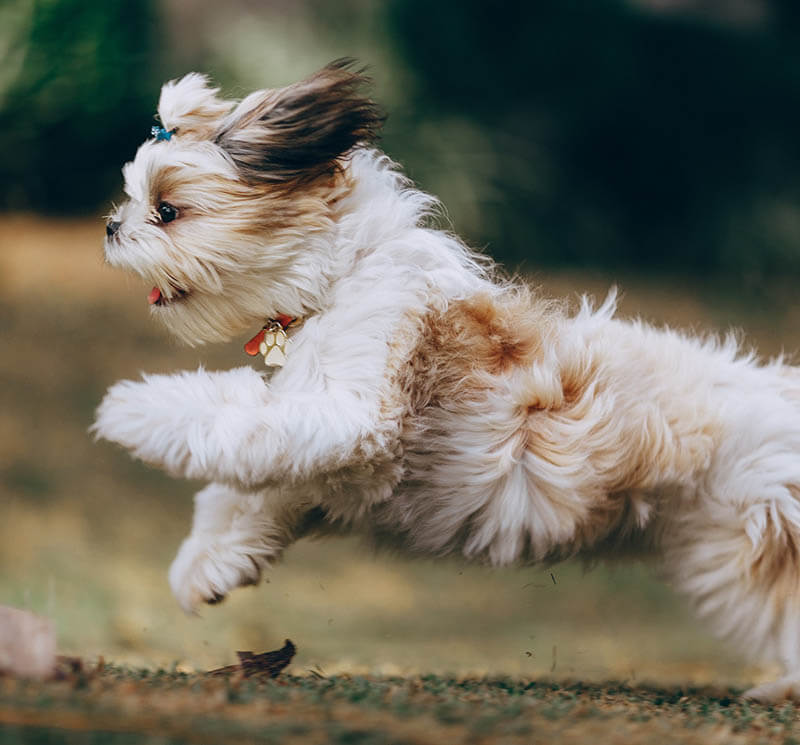 Anton BORISOV - Clinique vétérinaire NAC : soins, chirurgies, vaccinations pour chat et chien à Mulhouse