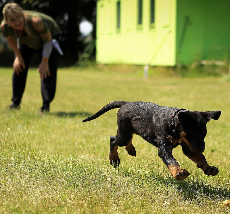 Anton BORISOV - Clinique vétérinaire NAC : soins, chirurgies, vaccinations pour chat et chien à Mulhouse